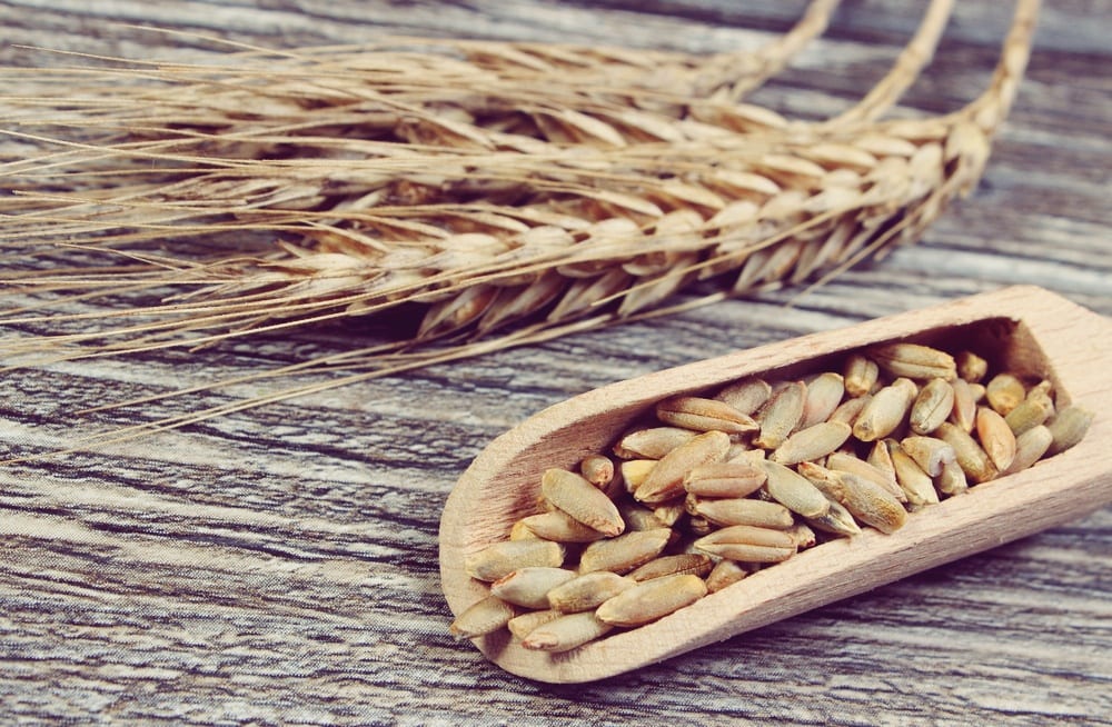 Mehlsorten - Roggenmehl Entdeckermagazin - Miomente