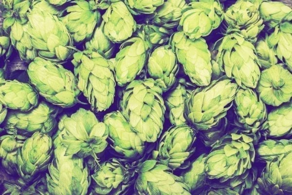 Bier-Quiz - Hopfen - Entdeckermagazin - Miomente