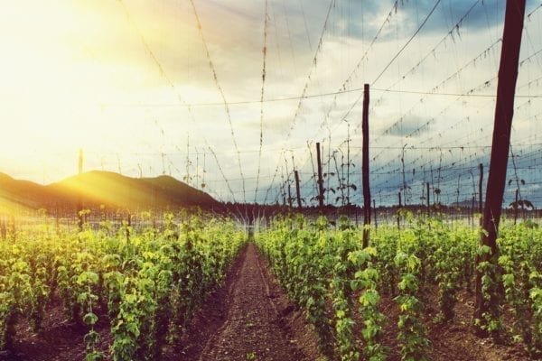 Bier-Quiz - Hopfenfeld - Entdeckermagazin - Miomente