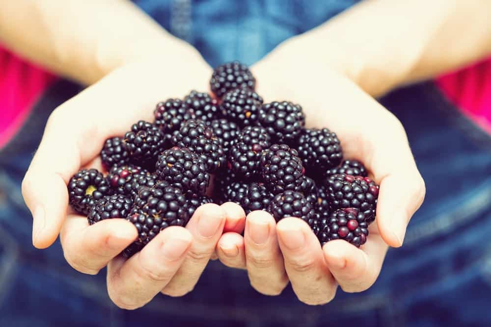 Sommerbeeren - Brombeere - Entdeckermagazin -Miomente