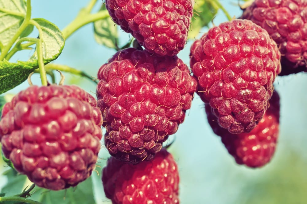Himbeere - Sommerbeeren - Entdeckermagazin - Miomente