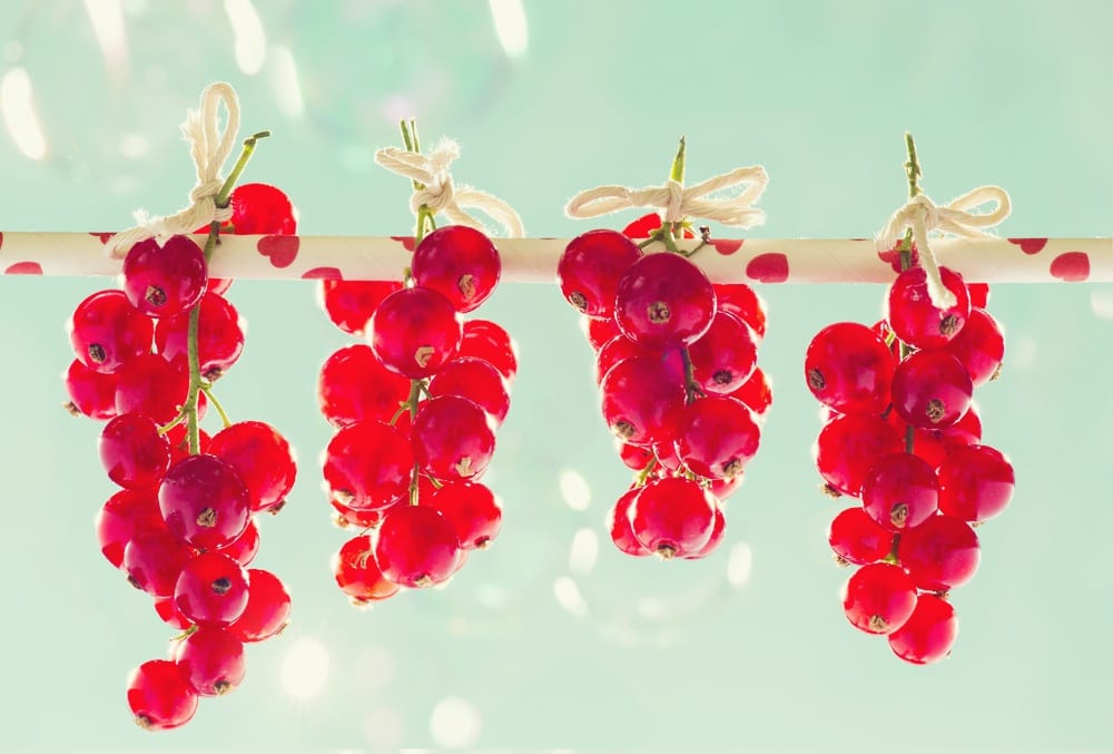 Sommerbeeren - Johannisbeere - Entdeckermagazin - Miomente