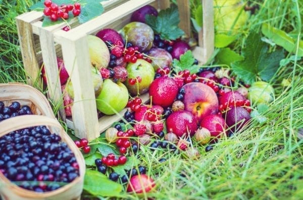 Obstkorb - Sommerwiese - Entdeckermagazin - Miomente