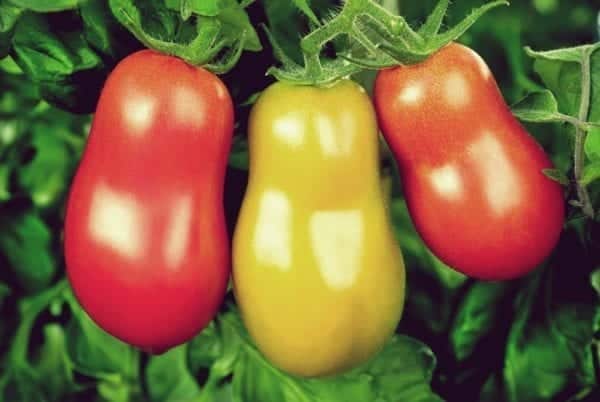 Rote und gelbe Flaschentomaten - Entdeckermagazin - Miomente