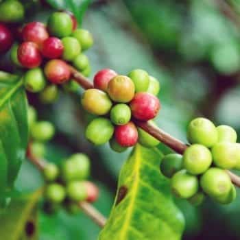 Kochbuch "Voodo Food" von Dodo Liade - Magie der afrikanischen Küche | Miomente Entdeckermagazin