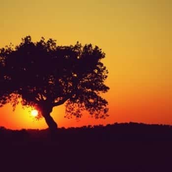 Kochbuch "Voodo Food" von Dodo Liade - Magie der afrikanischen Küche | Miomente Entdeckermagazin