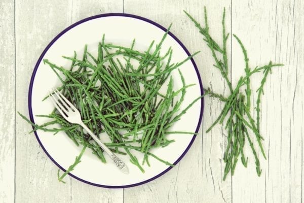 Queller: das gesunde Meeresgemüse (2) - Entdeckermagazin - Miomente