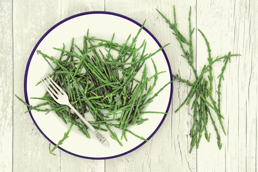 Queller: das gesunde Meeresgemüse (2) - Entdeckermagazin - Miomente