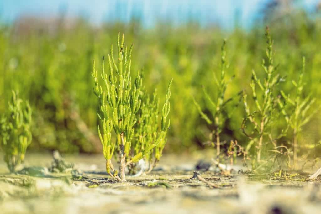 Queller: das gesunde Meeresgemüse (6) - Entdeckermagazin - Miomente