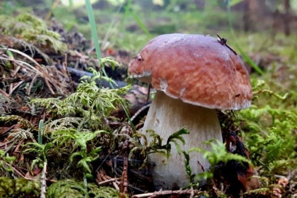 Junger Steinpilz im Wald - Miomente Entdeckermagazin