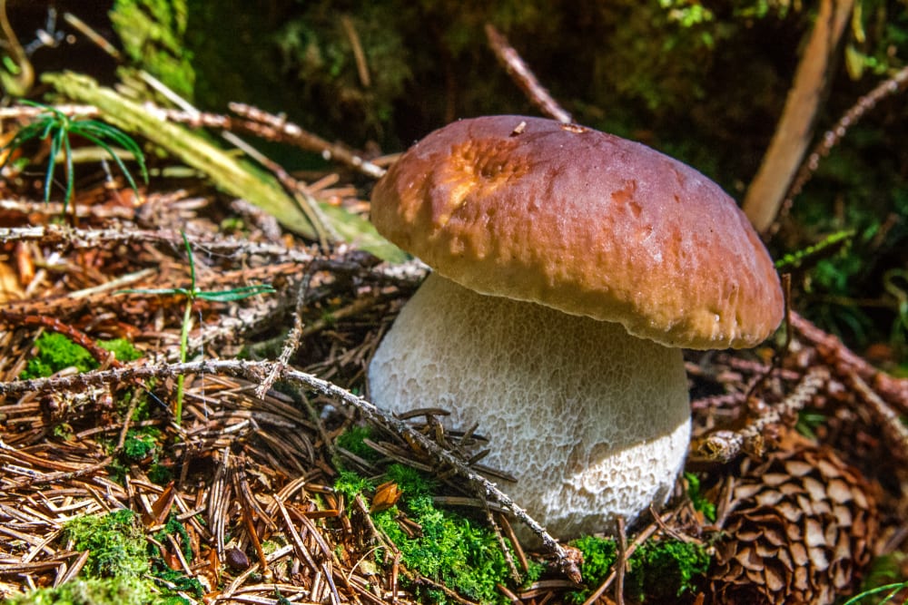 Junger Steinpilz - Pilze erkennen und bestimmen