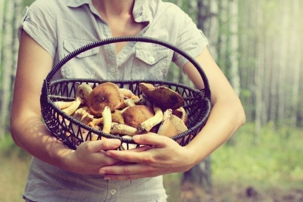 Steinpilze sammeln – Pilze im Korb - Entdeckermagazin - Miomente