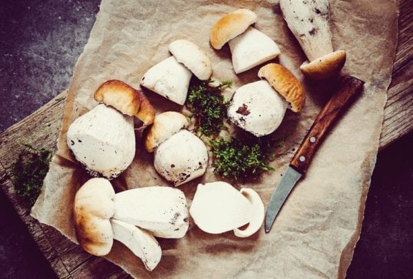 Steinpilze sammeln – Pilze - Entdeckermagazin - Miomente