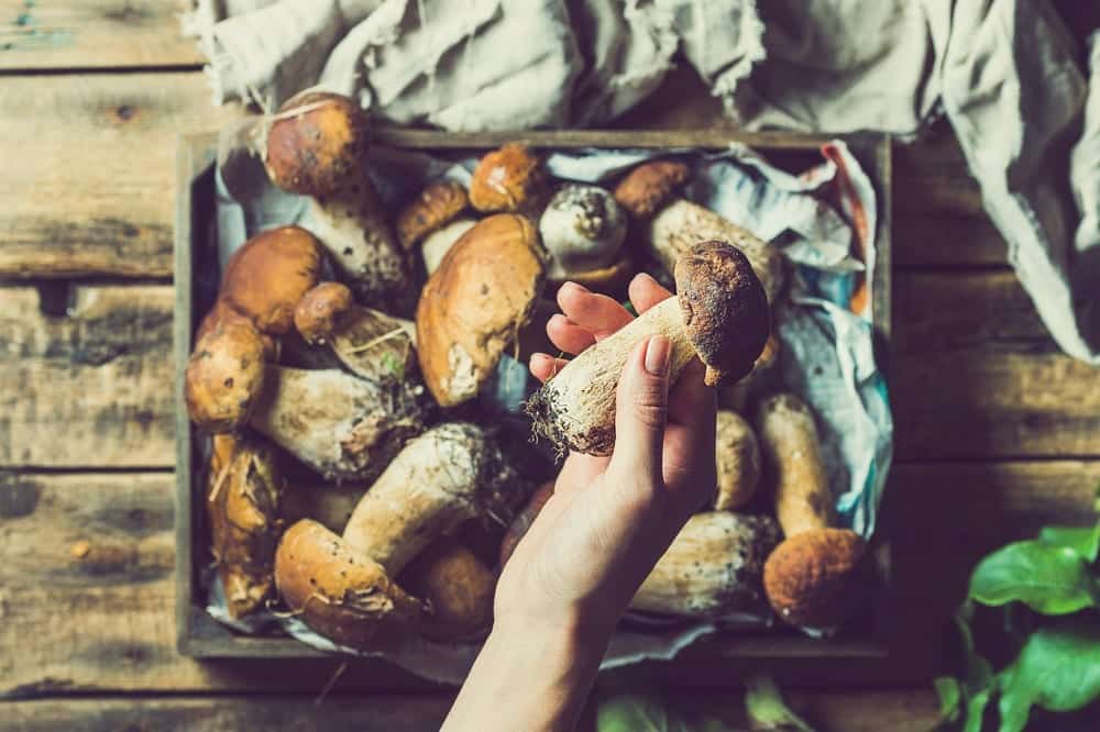 Steinpilze sammeln – Steinpilze - Entdeckermagazin - Miomente