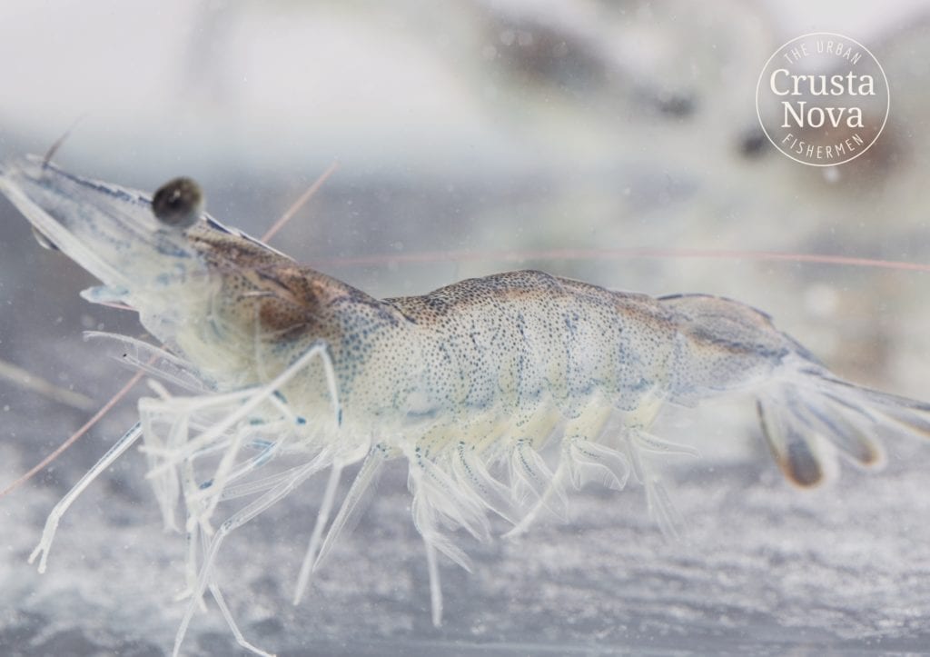 Bayerische Garnele in Bio-Qualität - CrustaNova - Entdeckermagazin Miomente