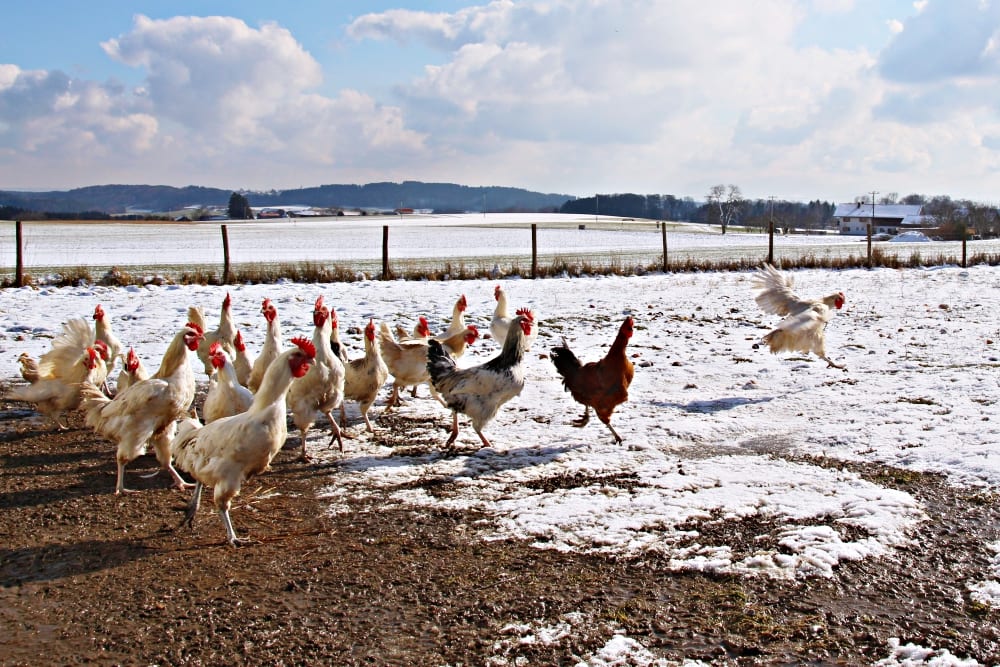 Herrmannsdorfer Landwerkstätten – Bio-Fleisch & Regionale Bio-Produkte | Miomente Entdeckermagazin