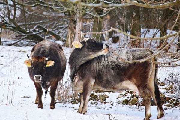 Herrmannsdorfer Landwerkstätten – Bio-Fleisch & Regionale Bio-Produkte | Miomente Entdeckermagazin
