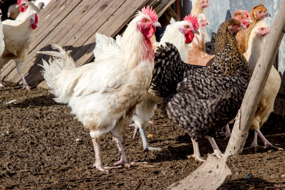 Herrmannsdorfer Landwerkstätten – Bio-Fleisch & Regionale Bio-Produkte | Miomente Entdeckermagazin