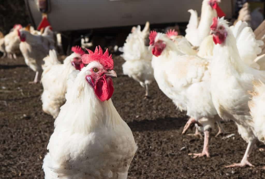 Herrmannsdorfer Landwerkstätten – Bio-Fleisch & Regionale Bio-Produkte | Miomente Entdeckermagazin