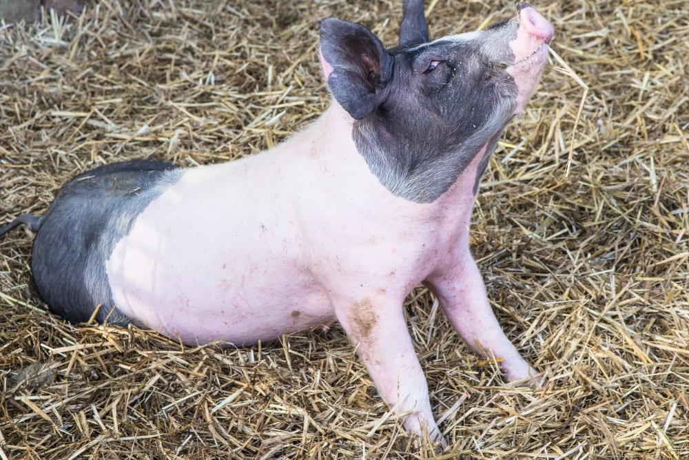 Herrmannsdorfer Landwerkstätten – Bio-Fleisch & Regionale Bio-Produkte | Miomente Entdeckermagazin