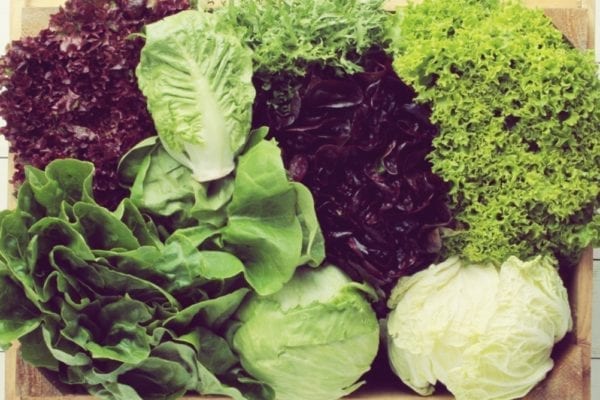 Salat-Lexikon - verschiedene Salatsorten - Entdeckermagazin - Miomente