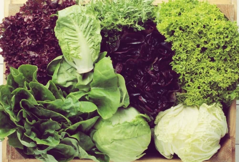 Salat-Lexikon - verschiedene Salatsorten - Entdeckermagazin - Miomente