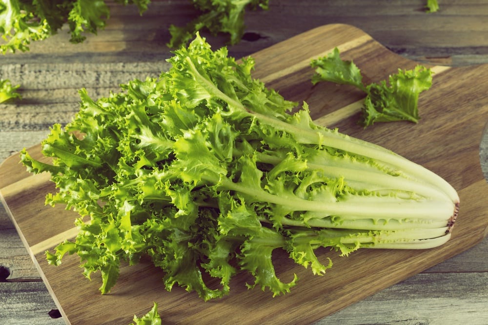 Salat-Lexikon - Endivie - Entdeckermagazin - Miomente