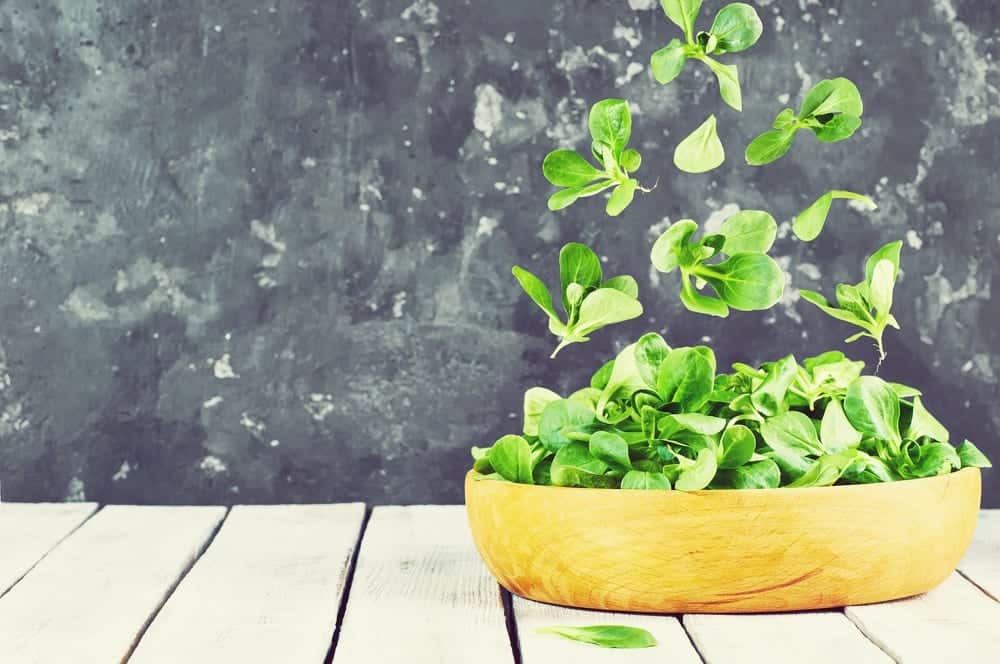 Salat-Lexikon - Feldsalat - Entdeckermagazin - Miomente