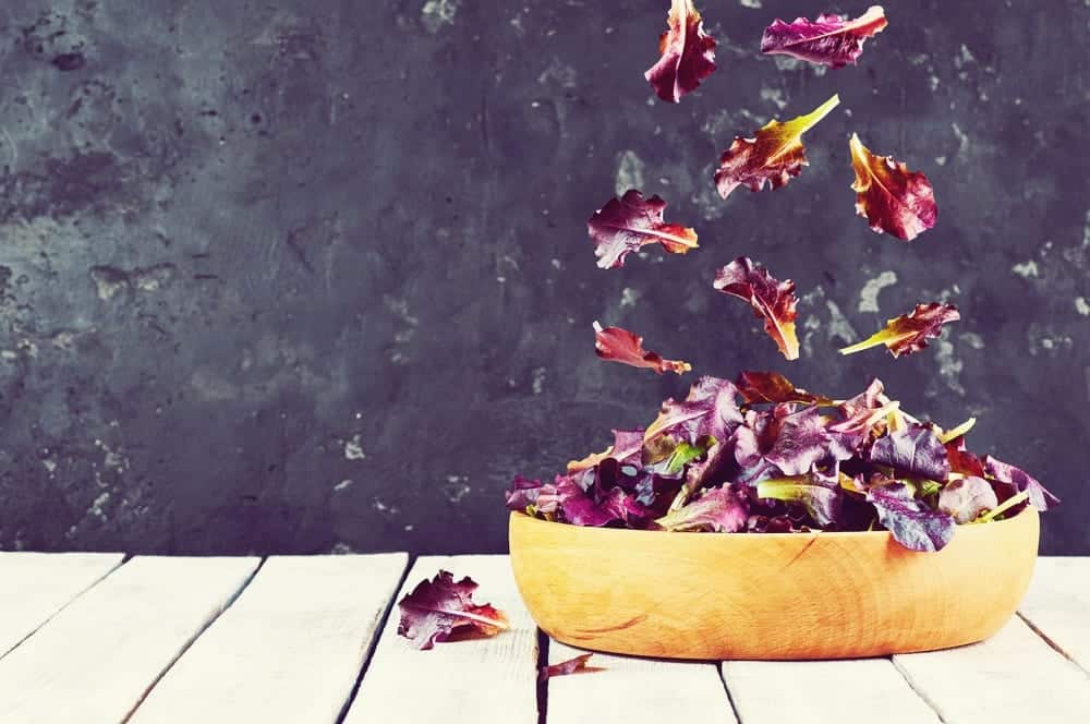 Salat-Lexikon - Lollo Rosso - Entdeckermagazin - Miomente