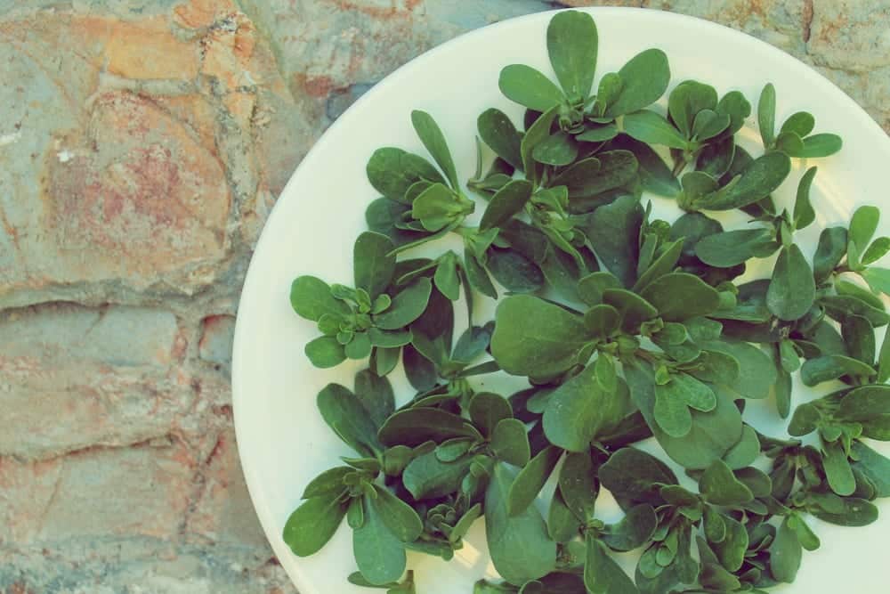 Salat-Lexikon-Portulak-Entdeckermagazin-Miomente