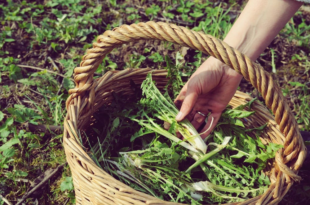 Salat-Lexikon - Rucoala-Salat - Entdeckermagazin - Miomente