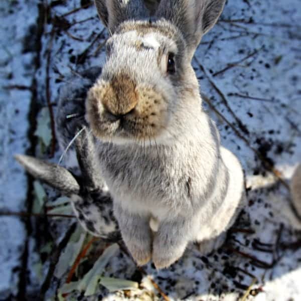 Hasen auf Herrmannsdorf