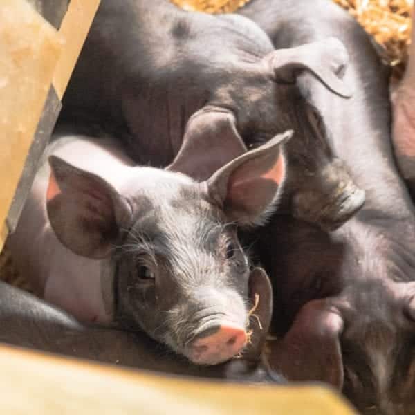 Herrmannsdorfer Landwerkstätten – Bio-Fleisch & Regionale Bio-Produkte | Miomente Entdeckermagazin