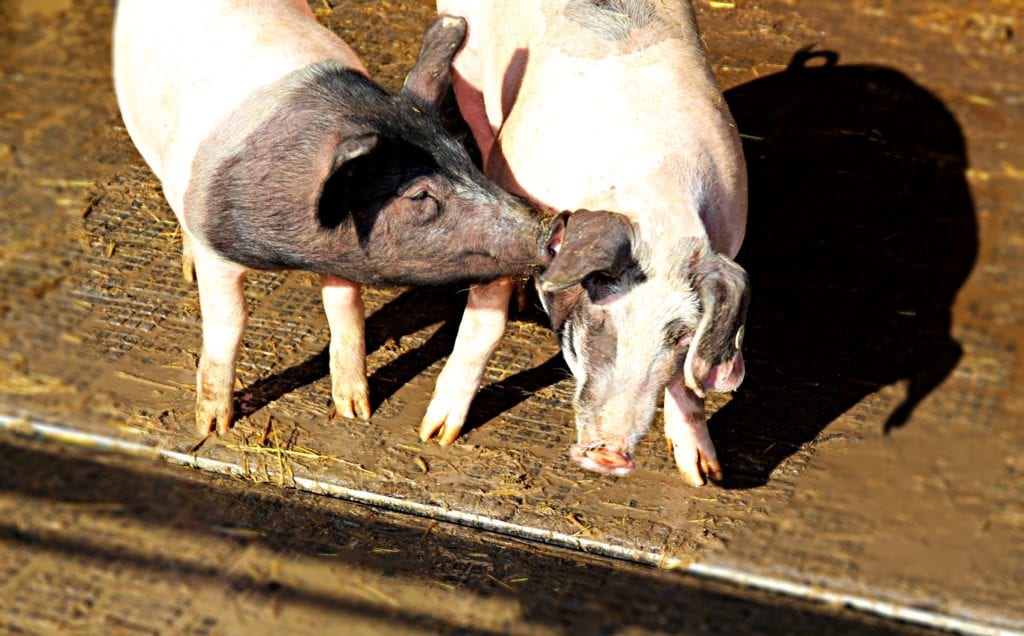 Ein Schweineleben - Schweinezucht nach biologischen Richtlinien auf Herrmannsdorf