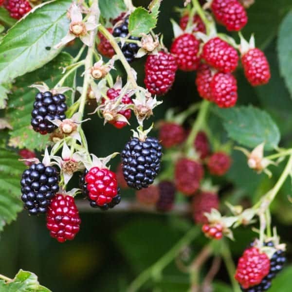 Eis selber machen: frische Beeren - Entdeckermagazin Miomente
