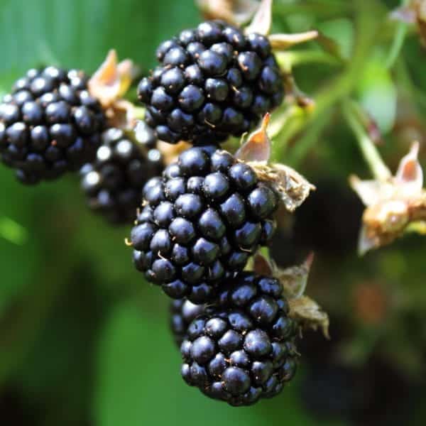 Eis selber machen: Brombeere - Entdeckermagazin Miomente