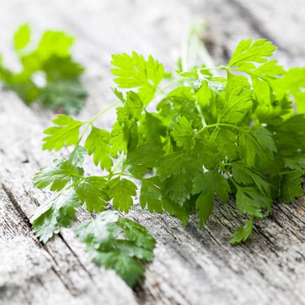 Kerbel für sommerliche Gurkensuppe