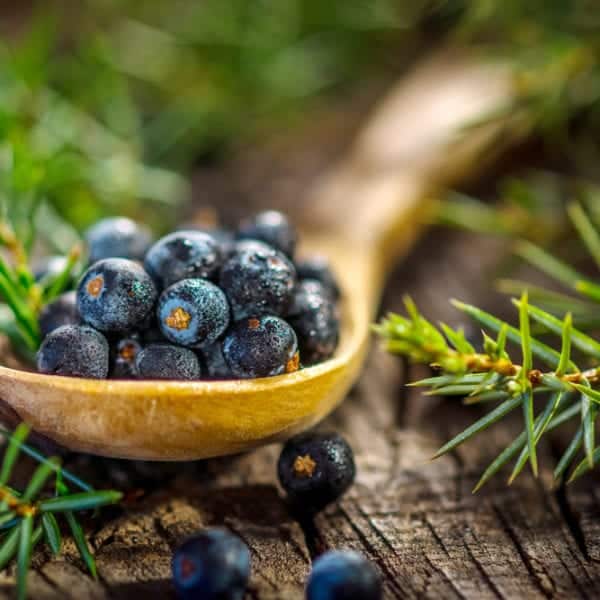 Wacholder | Gewürzlexikon | Entdeckermagazin Miomente