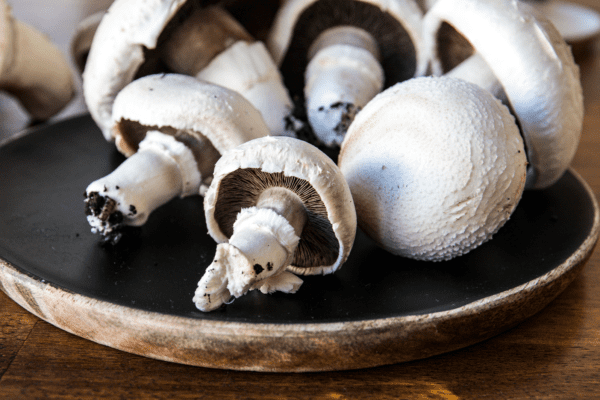 Pilze selber züchten | Bio-Champignons ernten | Entdeckermagazin Miomente