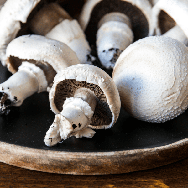 Pilze selber züchten | Bio-Champignons ernten | Entdeckermagazin Miomente