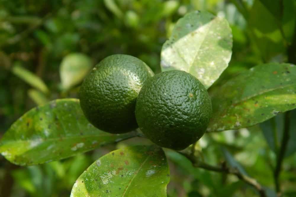 Kalamansi-Frucht von den Philippinen | Entdeckermagazin Miomente