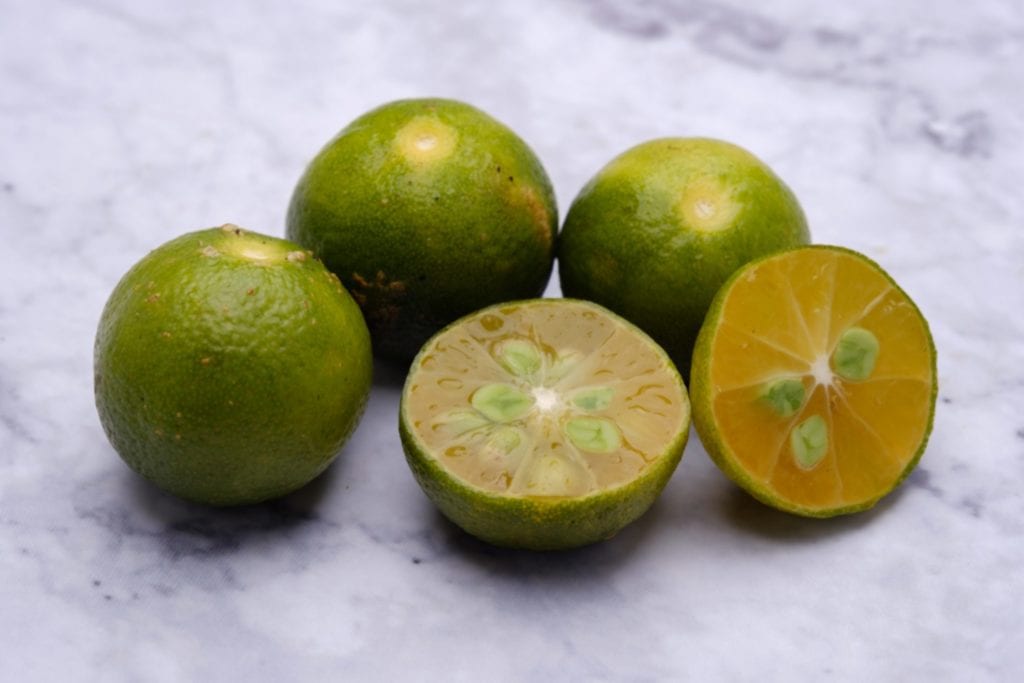 Die spannende Zauberfrucht Kalamansi | Entdeckermagazin Miomente