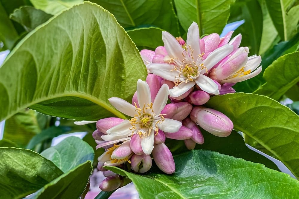 Buddhas Hand – Blüten