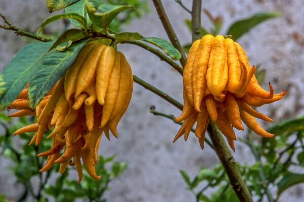 Buddhas Hand erntereif