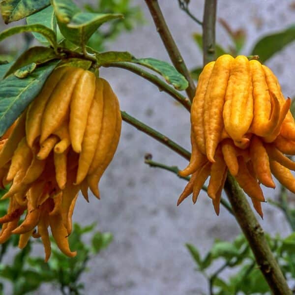Buddhas Hand erntereif