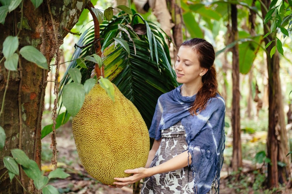 Riesige Jackfruit
