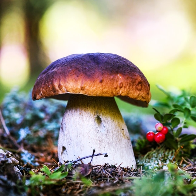 Frisch gesammelte Steinpilze