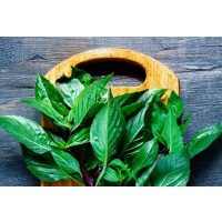 Thai-Kochkurs Köln – Thai-Basilikum