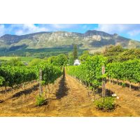 Weinseminar Köln: südafrikanisches Weingut bei Stellenbosch