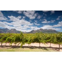 Weinseminar Köln: Weinstöcke in der Kapregion